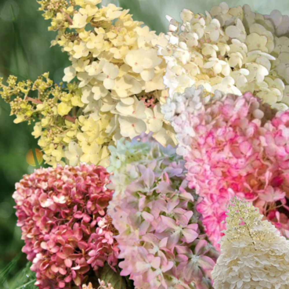 Гортензия метельчатая Пети Лантерн (3/6 веток) Закупка М59 апрель 2026