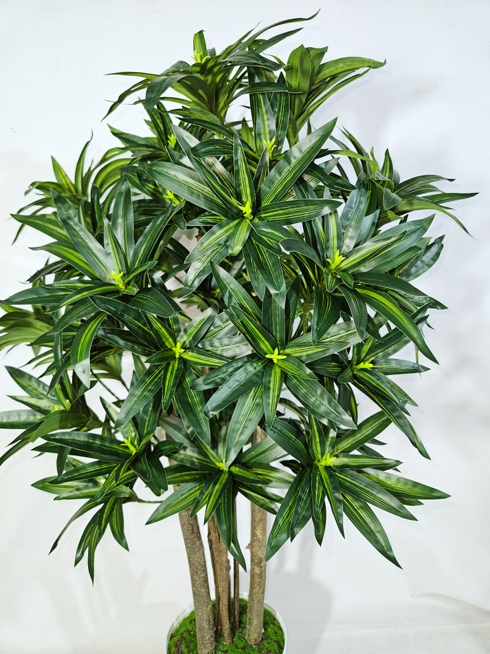 Драцена Рефлекса зеленая 90см в горшке