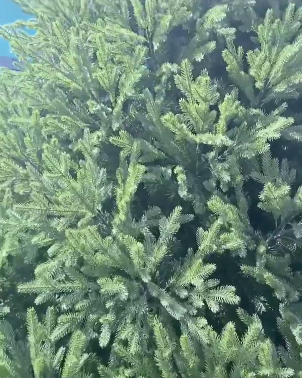 Большая елка «Финская» (Литая+пвх) от 3 до 10 м