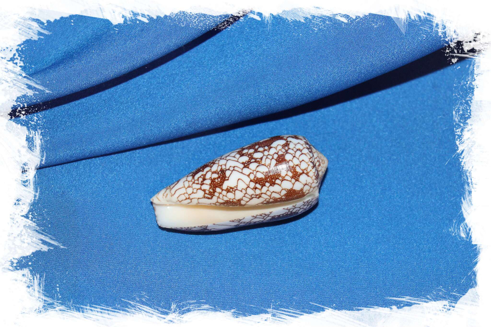 Ракушка Conus omaria var. magoides купить