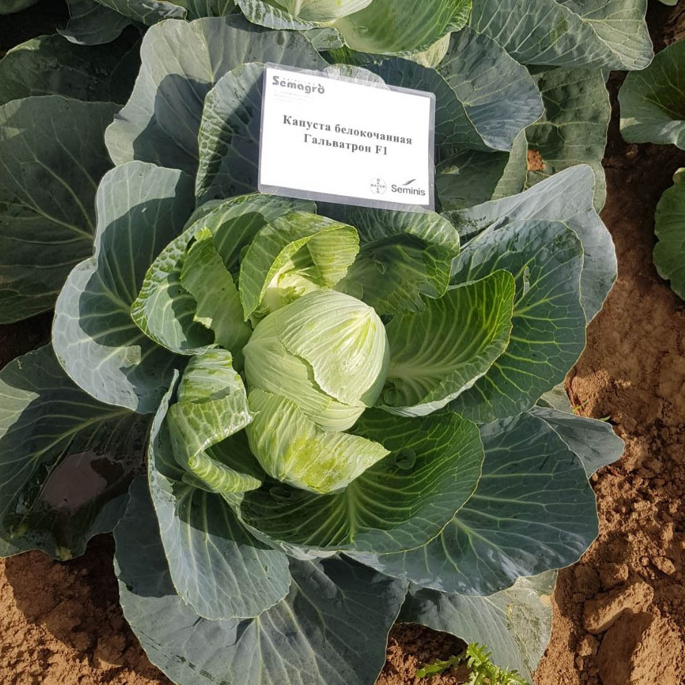 Гальватрон F1 семена капусты белокочанной (Seminis / Семинис)