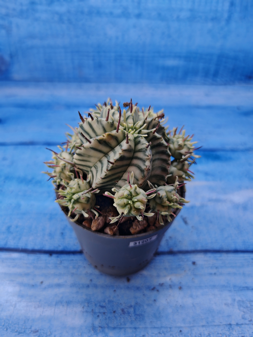 Euphorbia meloformis f. Variegated (Эуфорбия вариегатная)