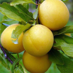Алыча Злато скифов (2-летняя) ЗКС