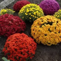 ХРИЗАНТЕМЫ САЖЕНЦЫ