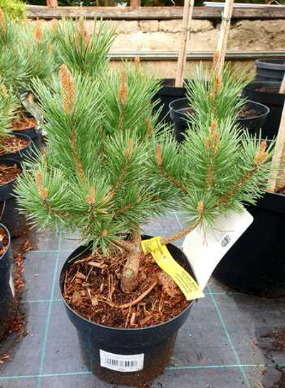 Сосна Waterreri