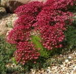 Камнеломка