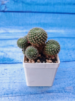 Rebutia Perplexa (Ребуция)