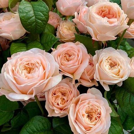 Парадиз Бич (Paradise Beach)