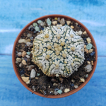 Astrophytum Asterias "Super Kabuto" (Астрофитум)