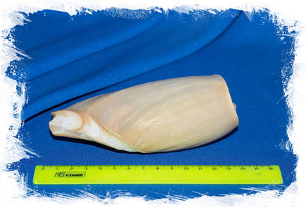 Цимбиум глянс (Cymbium glans), 19-22см. (неочищенные - фото по запросу)