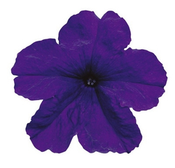 Петуния грандифлора Игл Блю (1000шт) Витагрин Профи