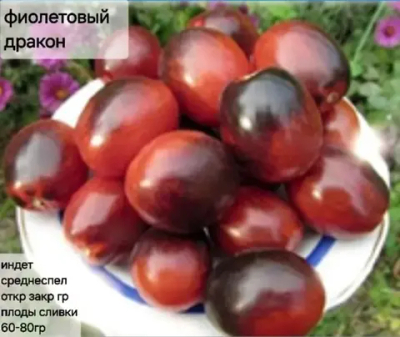 ФИОЛЕТОВЫЙ ДРАКОН