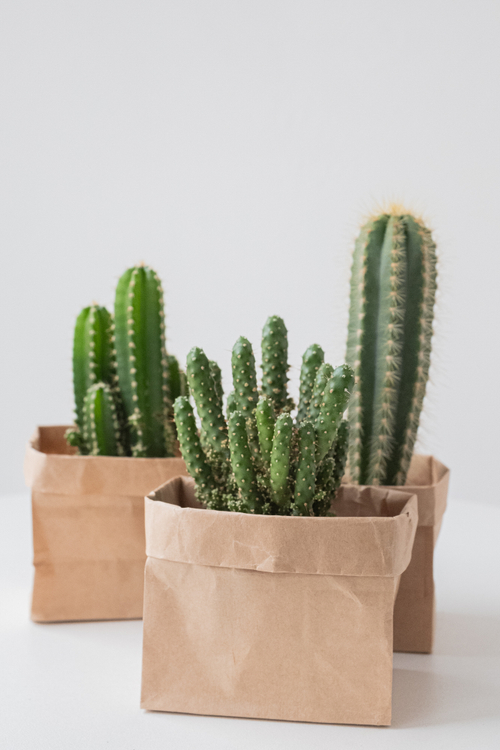 Микс из трех кактусов d 5