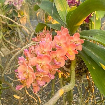 Ринхостилис RHY 32-THEP RUNG ARUN