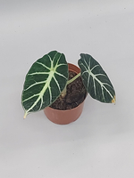 Алоказия Ниндзя 12/20