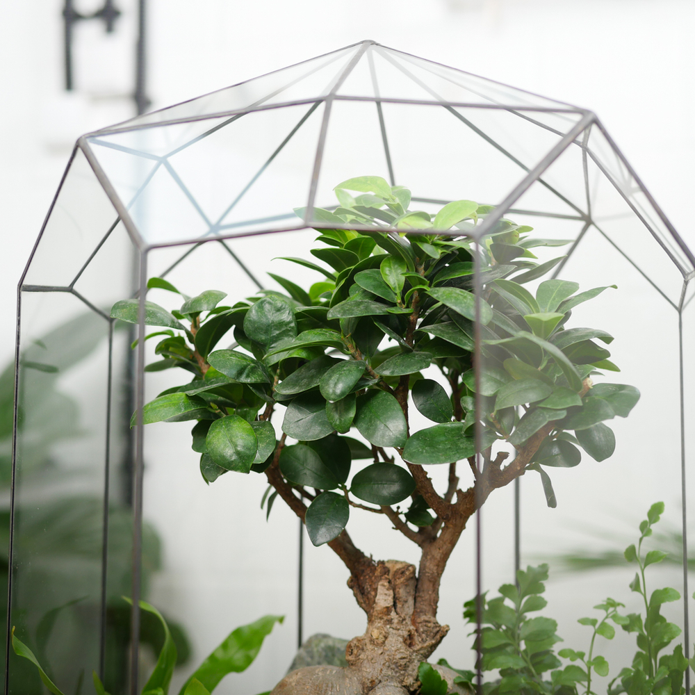 Готовый флорариум бонсай Фикус гинсенг Ботанический сад XL 45см с озером