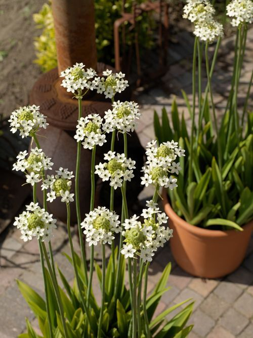 Орнитогалум