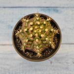 Gymnocalycium T-Rex Pink hybride (Гимнокалициум T-rex)