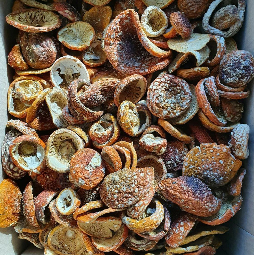шляпки красного мухомора