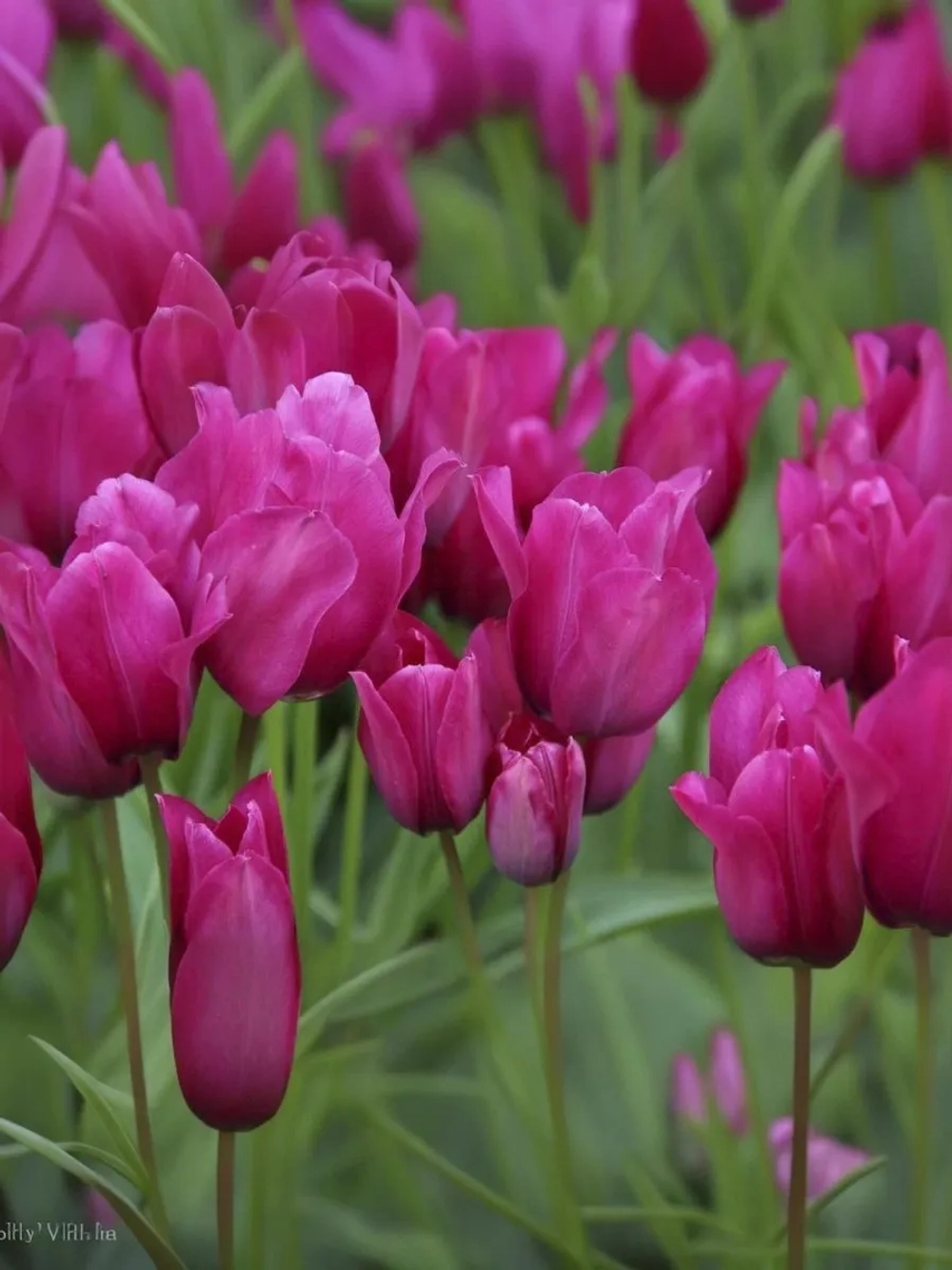 Тюльпан Многоцветковый Найт Клаб