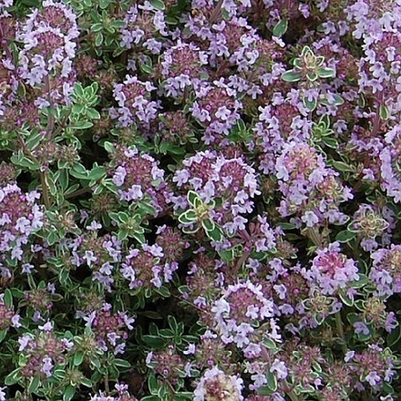 Тимьян Silver Queen