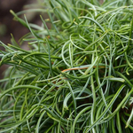 Сосна веймутова Грин Твист