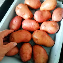 10 КЛУБНЕЙ картофеля Дочь Сарпо