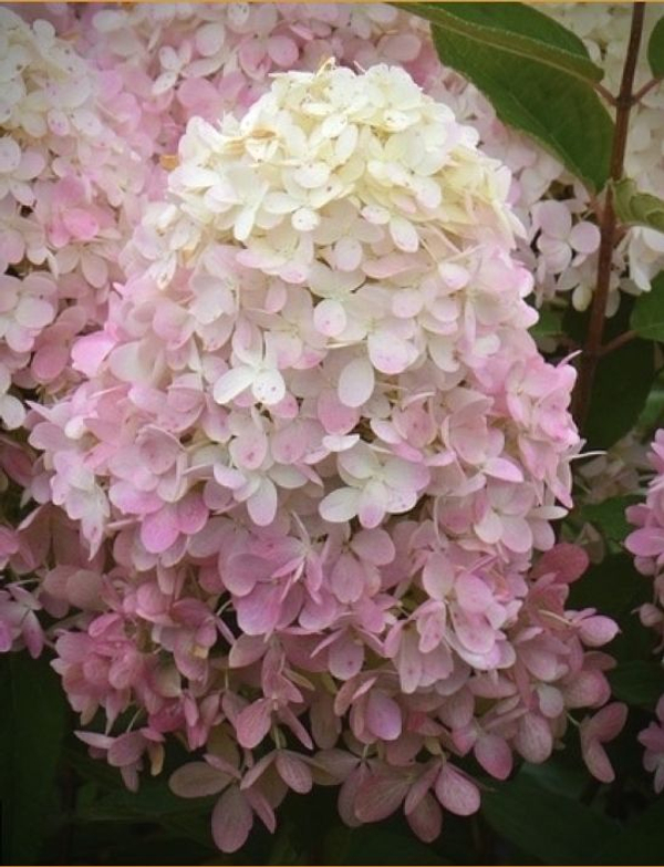 Гортензия метельчатая "МЭДЖИКАЛ СВИТ САММЕР"