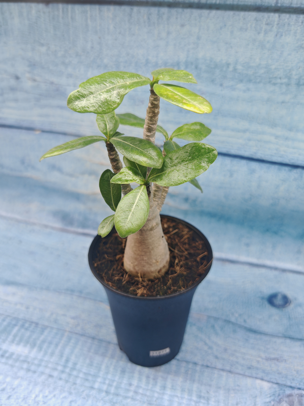 Adenium Baobab (Адениум)
