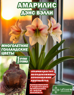 Амариллис, Дэнс Вэлли, луковица цветов, 1штука