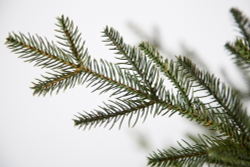 Ель 260см Black Box Французская зеленая