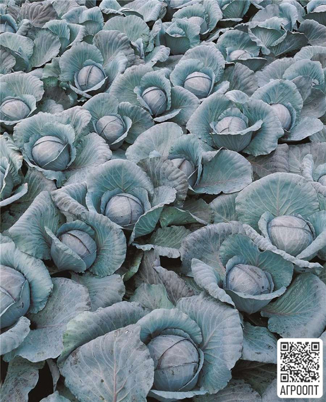 Примеро F1 семена капусты краснокочанной (Bejo / Бейо) в поле – фото 3