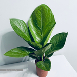 Антуриум Кобра