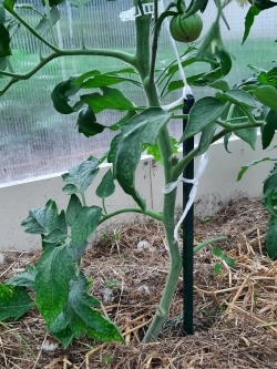 Колышки опора кустодержатель ограждение