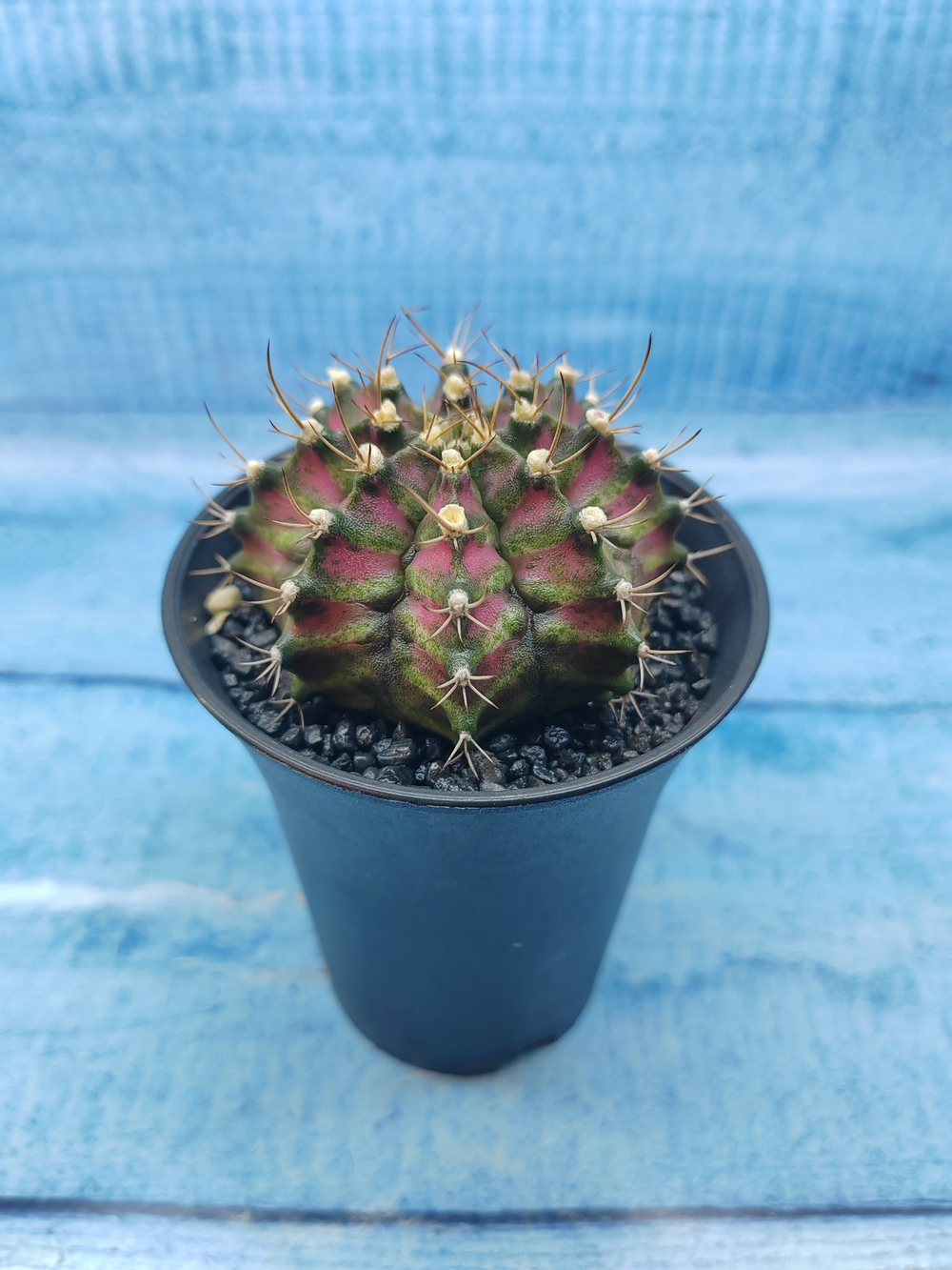Gymnocalycium T-Rex Pink hybride (Гимнокалициум T-rex)