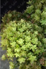 Мечта Лесково С3