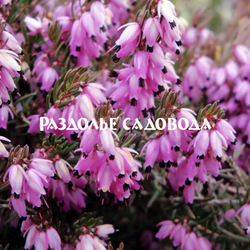 Эрика Атрорубра