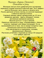 Жасмин Ауреа садовый чубушник Золото
