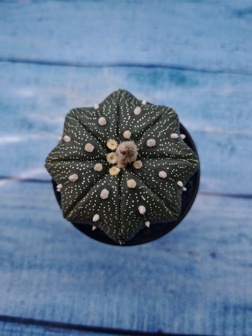 Astrophytum Asterias (Астрофитум)