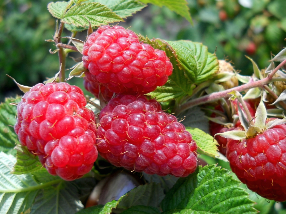 Саженец Малины «Гордость России» (Гигантская ягода, Абсолютно бесшипная, Летнего срока, Десертная)