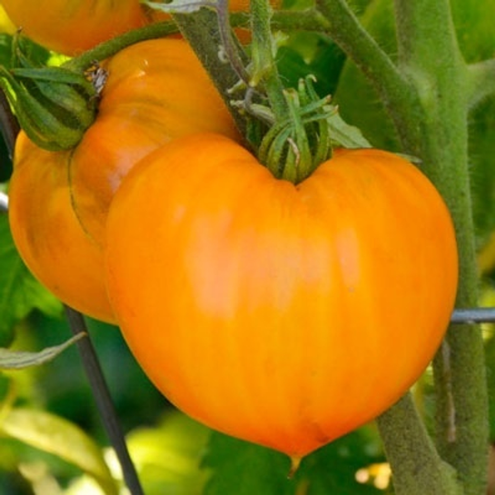 Немецкая Оранжевая клубника German Orange Strawberry