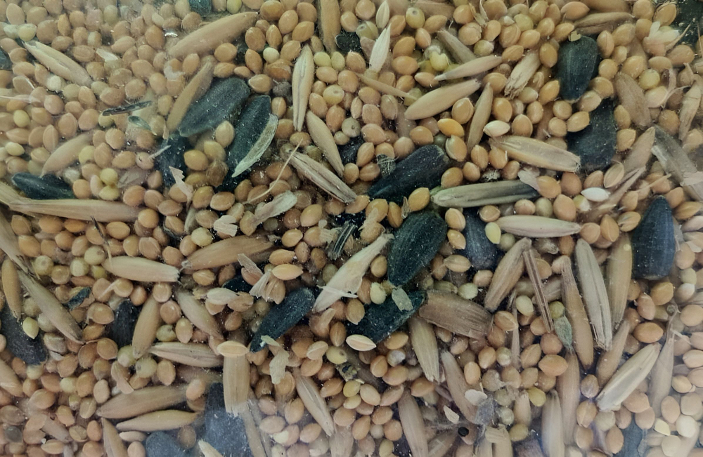 Корм для средних и волнистых попугаев, для птиц экзотических, 1000 гр.