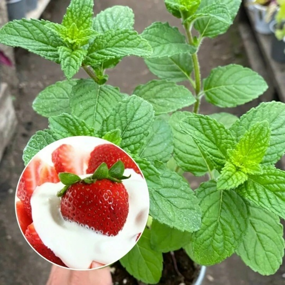 Мята Клубника со сливками