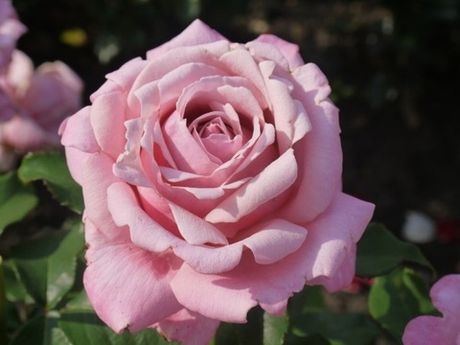 Доктор Теодор Цвигарт (Dr Theo Zwygart)