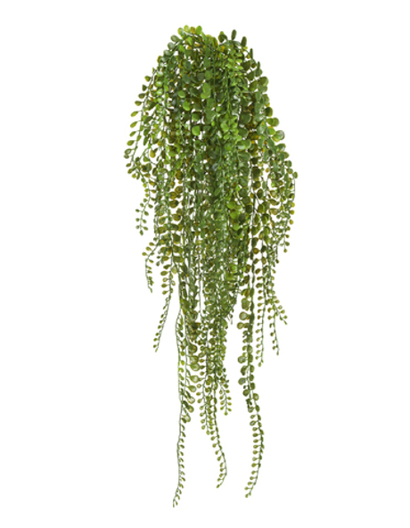 Пилея Глаукофилла зелёная ампельная