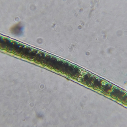 Микроскоп школьный Эврика SMART 40х-1280х в текстильном кейсе