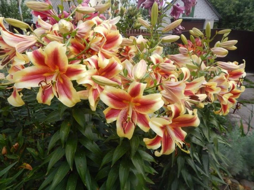 Лилия Флавия 1 шт размер 18/20 Закупка М67 апрель 2026