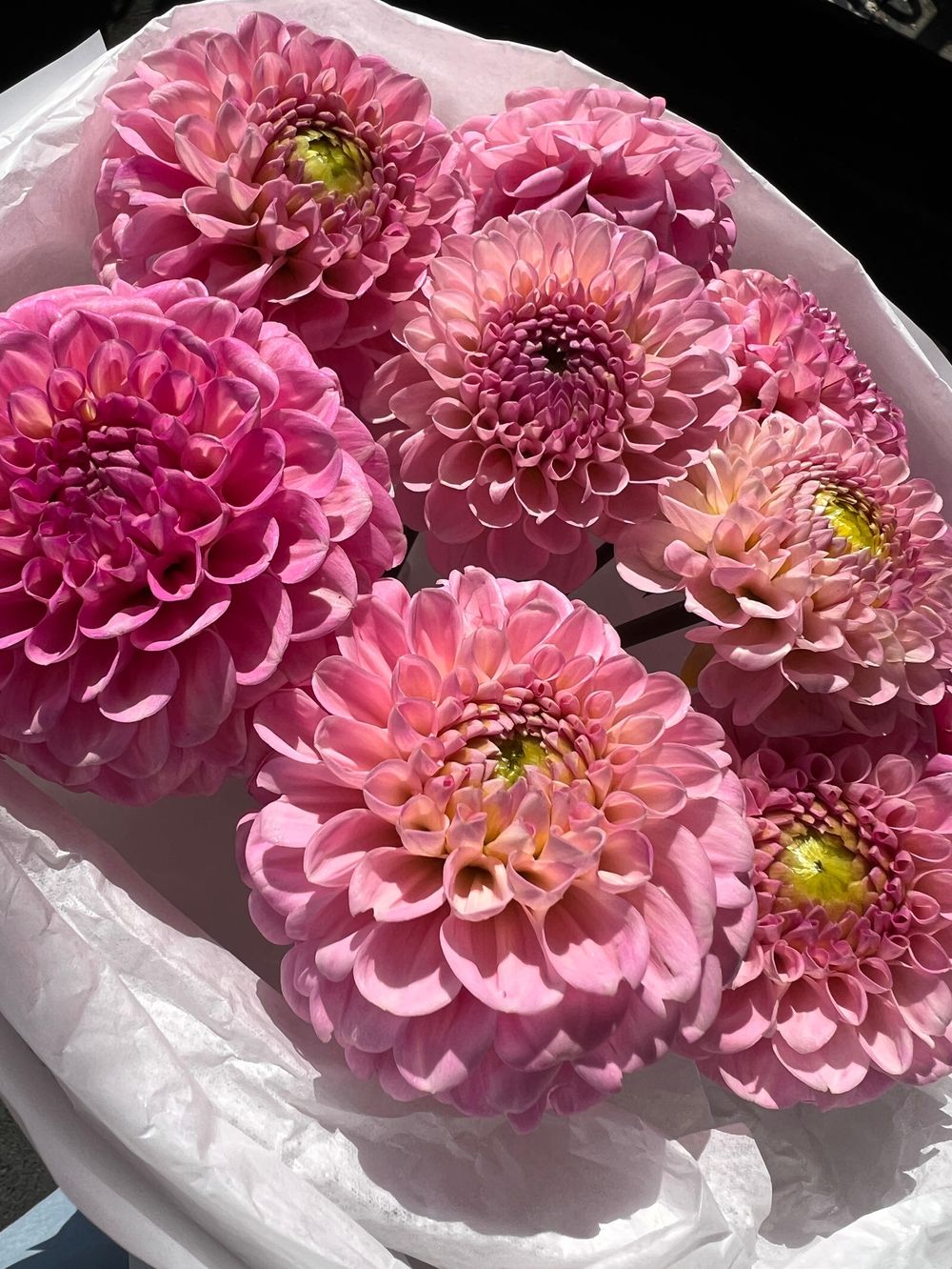 Моно букет из георгин в розовом оттенке