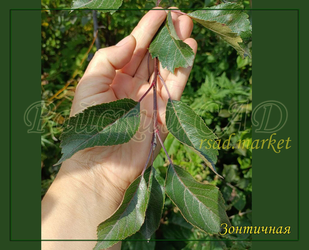 Яблоня декоративная плакучая Зонтичная