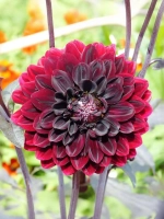 Георгин декоративный Карма Чок